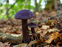 Violet webcap (Cortinarius violaceus) fungus growing on forest floor, Upper Bavaria, Germany, Europe. September.