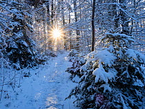 Sun rays in forest covered in snorw Upper Bavaria, Germany, Europe. January, 2021.