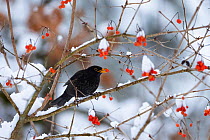 Male Blackbird (Turdus merula) feeding on berries in winter, Bavaria, Germany, Europe. January.