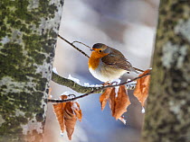 Robin (Erithacus rubecula) perching on an icy branch, Bavaria, Germany, Europe. January.