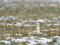 Weasel (Mustela erminea) in white winter coat standing upright in falling snow, Upper Bavaria, Germany, Europe. February.
