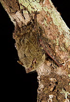 Proboscis bat (Rhynchonycteris naso) resting on a tree trunk, Pantanal, Matto Grosso, Brazil.