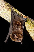Greater white-lined bat (Saccopteryx bilineata) hanging from a tree branch, Manaus, Brazil.