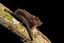 Greater white-lined bat (Saccopteryx bilineata) resting on a tree branch, Manaus, Brazil.