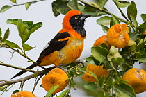 Orange-backed troupial (Icterus croconotus) feeding in orange tree, Pocone, Brazil.