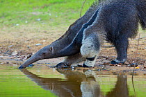 Giant anteater (Myrmecophaga tridactyla) drinking at river, Pocone, Brazil.
