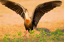 Buff-necked ibis (Theristicus caudatus) with wings outstretched, Pocone, Brazil.