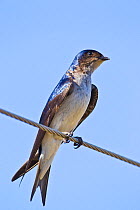 Grey-breasted martin (Progne chalybea) perching on a wire, Pocone, Brazil.