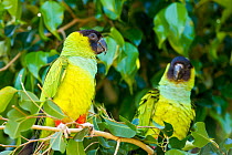 Two Nandy / Black-hooded parakeet (Nandayus nenday) perching in tree, Pocone, Brazil.