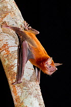 Lesser fishing bat  (Noctilio albiventris) echo-locating from roost, Pocone, Brazil.