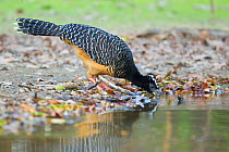 Bare-faced curassow (Crax fasciolata) drinking at water's edge, Little Paraguay River, Pocone, Brazil.