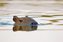 Capybara (Hydrochoerus hydrochaeris) swimming, Little Paraguay River, Pocone, Brazil.