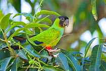 Nandy or Black-hooded parakeet (Nandayus nenday) perching in tree, Pocone, Brazil.