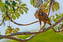 Savanna hawk (Heterospizias meridionalis) perching on branch, Pocone, Brazil.