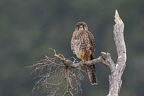 Male New Zealand falcon (Falco novaeseelandiae) perched on dead tree, Arthur's Pass National Park, South Island, New Zealand.