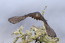 Female New Zealand falcon (Falco novaeseelandiae) taking flight. Arthur's Pass National Park, South Island, New Zealand.
