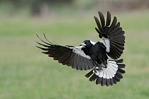 Male Australian magpie (Gymnorhina tibicen) coming in to land in paddock, Canterbury, South Island, New Zealand.