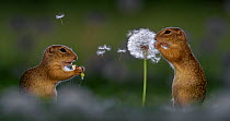 Two European ground squirrel (Spermophilus citellus), feeding on dandelion, Hungary.