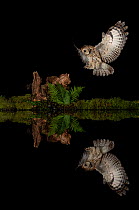 Tawny owl (Strix aluco) coming in to land at the edge of a small pool at night, Dumfries and Galloway, Scotland, UK. August.