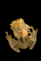 La Palma glass frog / Reticulated glass frog (Hyalinobatrachium valerioi) sitting on glass showing transparency of its belly. Captive.