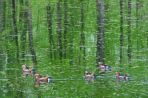 Male Mandarin duck (Aix galericulata) five on lake. Texel island, the Netherlands, May.