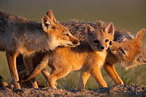 Adult Swift foxes (Vulpes velox) caring for pup at den, Montana, USA. June.