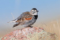 Thick-billed longspur (Rhynchophanes mccownii) perched on rock, Montana, USA. May.