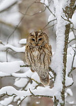 Tawny owl (Strix aluco) perched on snow-covered branch in winter, Finland. February.
