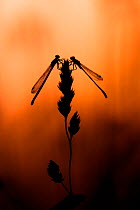 Pair of Red-eyed damselfly (Erythromma najas) perched on grass blade, at sunset, Poland. June.