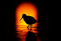 Silhouette of Dunlin (Calidris alpina) foraging in shallow waters in front of the rising sun, Gulf of Gdansk, Poland. September.