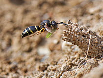Spiny mason wasp (Odynerus spinipes) female flying to the ornate mud chimney protecting her nest burrow entrance with a Weevil grub (Hypera sp.) she has paralysed to act as food for her larvae, coasta...