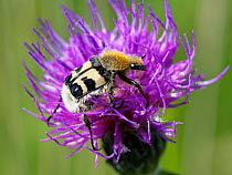 Bee beetle (Trichius fasciatus) a bumblebee mimicking beetle, visiting a Common knapweed (Centaurea nigra) flower, Kenfig NNR, Glamorgan, Wales, UK, June.