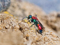 Ruby-tailed cuckoo wasp (Chrysis viridula) searching for occupied nest burrows of its Potter wasp host species on a coastal sand bank, Cornwall, UK, June.
