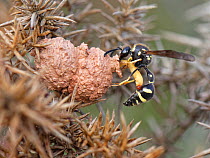Heath potter wasp (Eumenes coarctatus) stocking a clay nest pot attached to a Gorse bush with a paralysed moth caterpillar, Devon, UK, September.