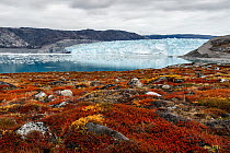 Colourful autumnal tundra vegetation with the Eqi Sermia glacier in the background, Disko Bay, Greenland. August, 2021.