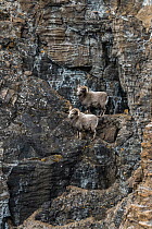 Two Snow sheep (Ovis nivicola borealis) standing on vertical rockface, Plateau Putorana Nature Reserve, Siberia, Russia.
