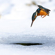 A female kingfisher (Alcedo atthis) fishing / diving into an ice hole in winter. Leeds, Yorkshire, UK. January. Sequence.