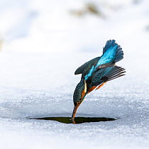 A female kingfisher (Alcedo atthis) fishing / diving into an ice hole in winter. Leeds, Yorkshire, UK. January.