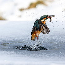 A female kingfisher (Alcedo atthis) fishing through an ice hole in winter, emerging with prey in beak. Leeds, Yorkshire, UK. January.
