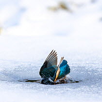 A female kingfisher (Alcedo atthis) fishing / diving into an ice hole in winter. Leeds, Yorkshire, UK. January.