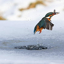 A female kingfisher (Alcedo atthis) fishing through an ice hole in winter, emerging with prey in beak. Leeds, Yorkshire, UK. January.