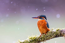 A female kingfisher (Alcedo atthis) perched on a branch in snow. Leeds, Yorkshire, UK. January.