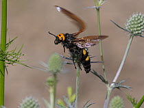 Female Mammoth wasp (Megascolia maculata) in flight, Italy, June.