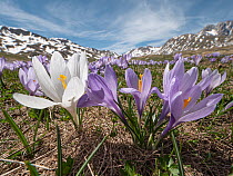 Neapolitan crocus (Crocus neapolitanus) in bloom after the snow melt, high in the Apennines, Campo Imperatore, Abruzzo, Italy. May.