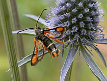 Fiery clearwing moth (Pyropteron chrysidiforme) resting on a flower, Orvieto, Umbria. Italy. June.