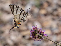 Scarce swallowtail (Iphiclides podalirius) butterfly landing on a flower, nr Orvieto, Italy. June.