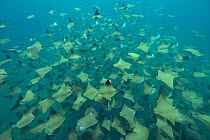 A huge school of Pacific cownose / Golden cownose rays (Rhinoptera steindachneri), Baja California, Sea of Cortez, Mexico.