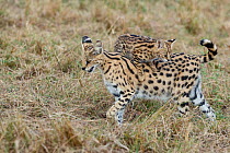 Serval (Leptailurus serval) kitten jumping on its mother's back, Masai Mara National Park, Kenya.