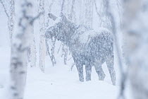 Moose / Elk (Alces alces) standing among trees in midwinter snowstorm, Norrbotten, Lapland / Sapmi, Sweden. February.