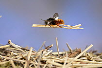 Two-coloured mason bee (Osmia bicolor) flying back to its nest, carrying dried stalks, Germany. May.